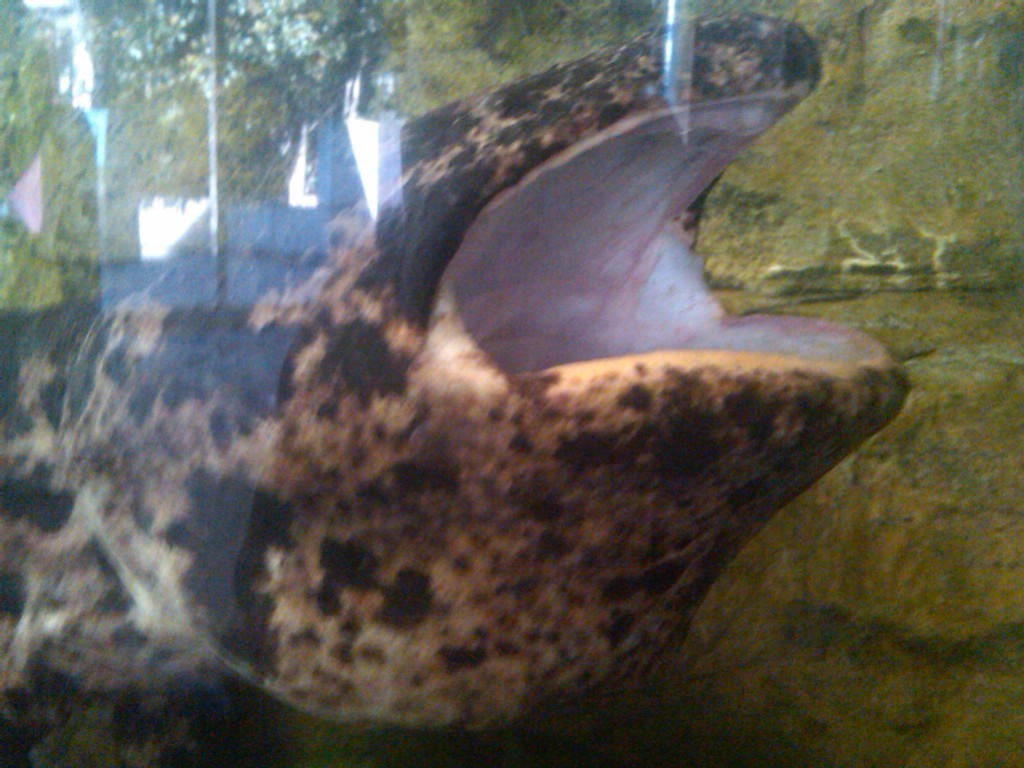 Japanese Giant Salamander