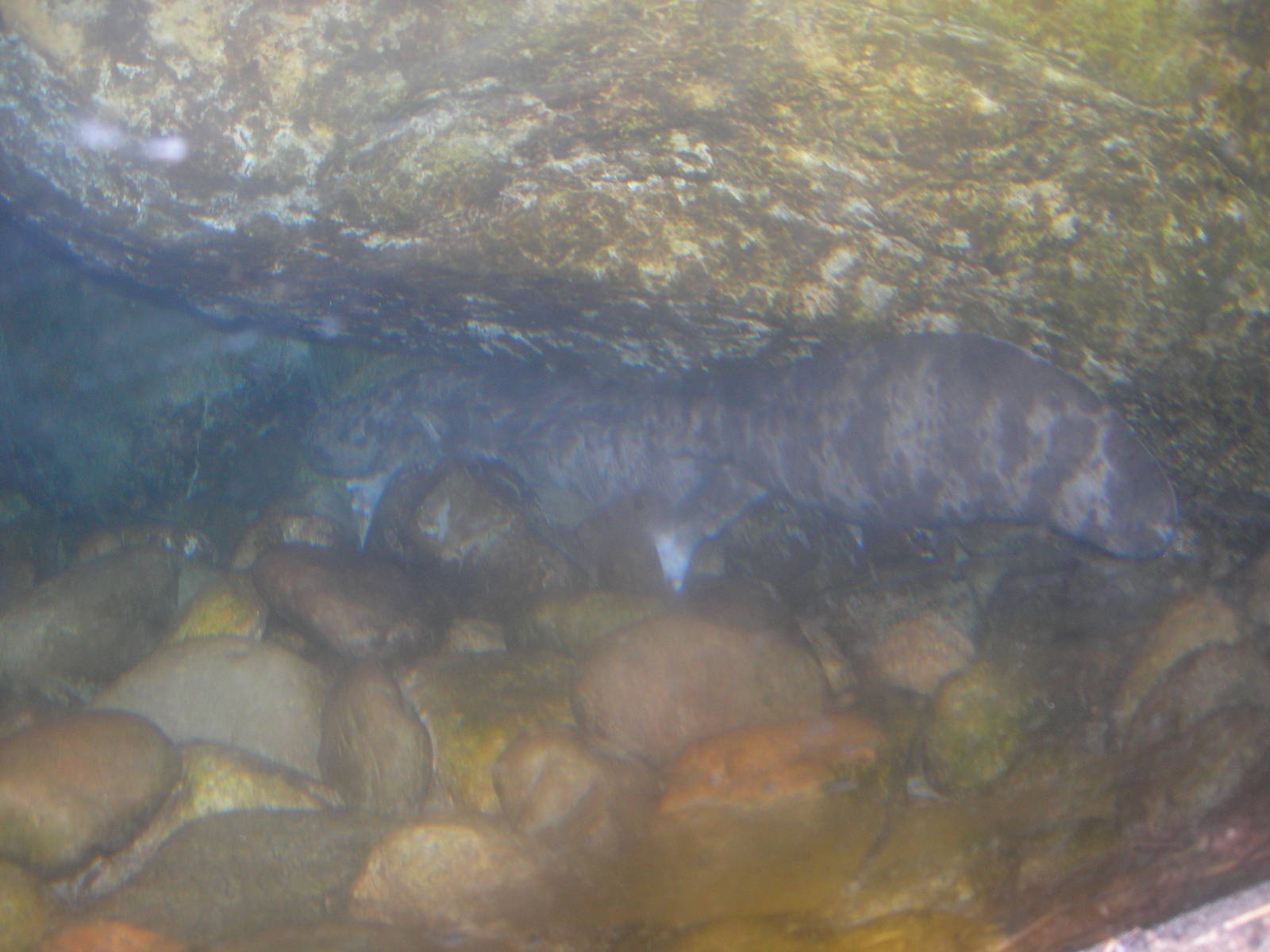 japanese giant salamander