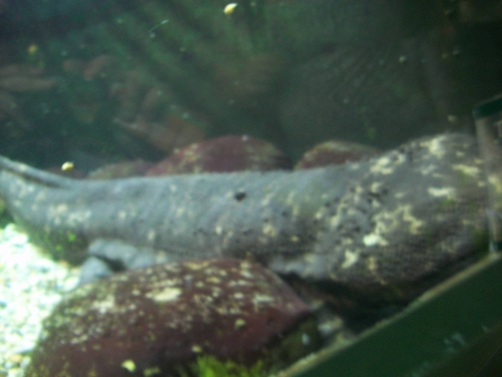 Japanese Giant Salamander