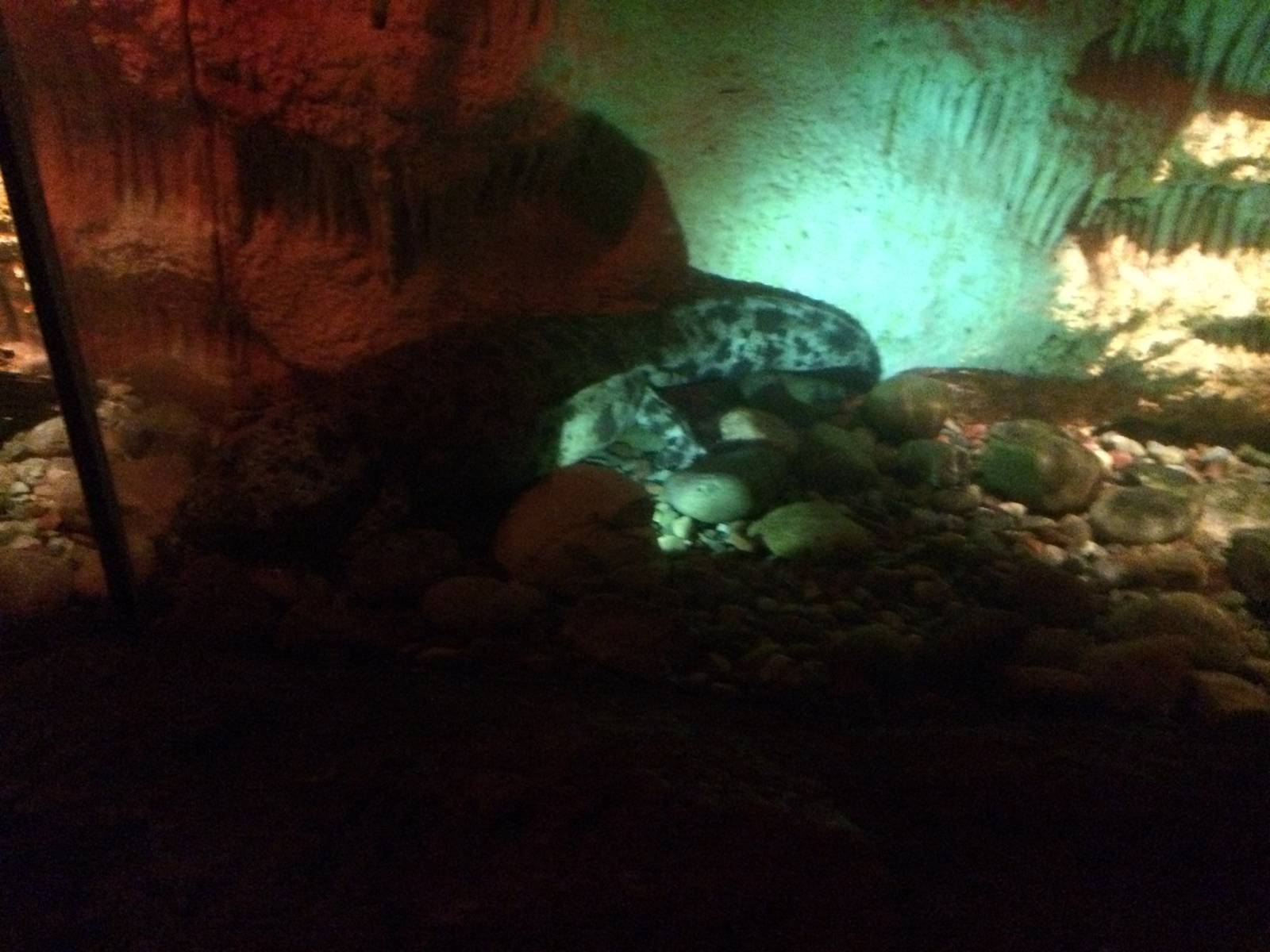 Japanese Giant Salamander