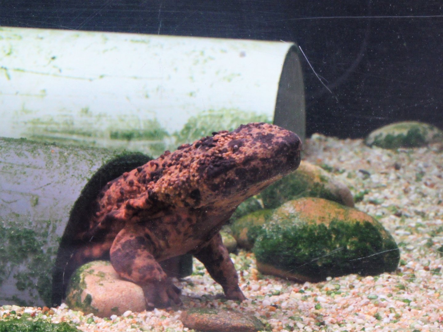 Japanese Giant Salamander