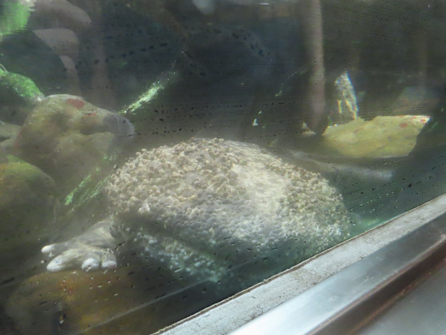 Japanese giant salamander