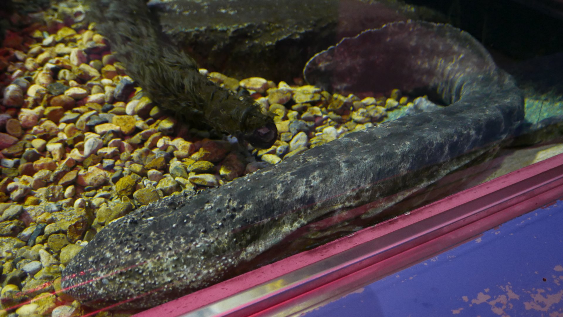 Japanese Giant Salamander