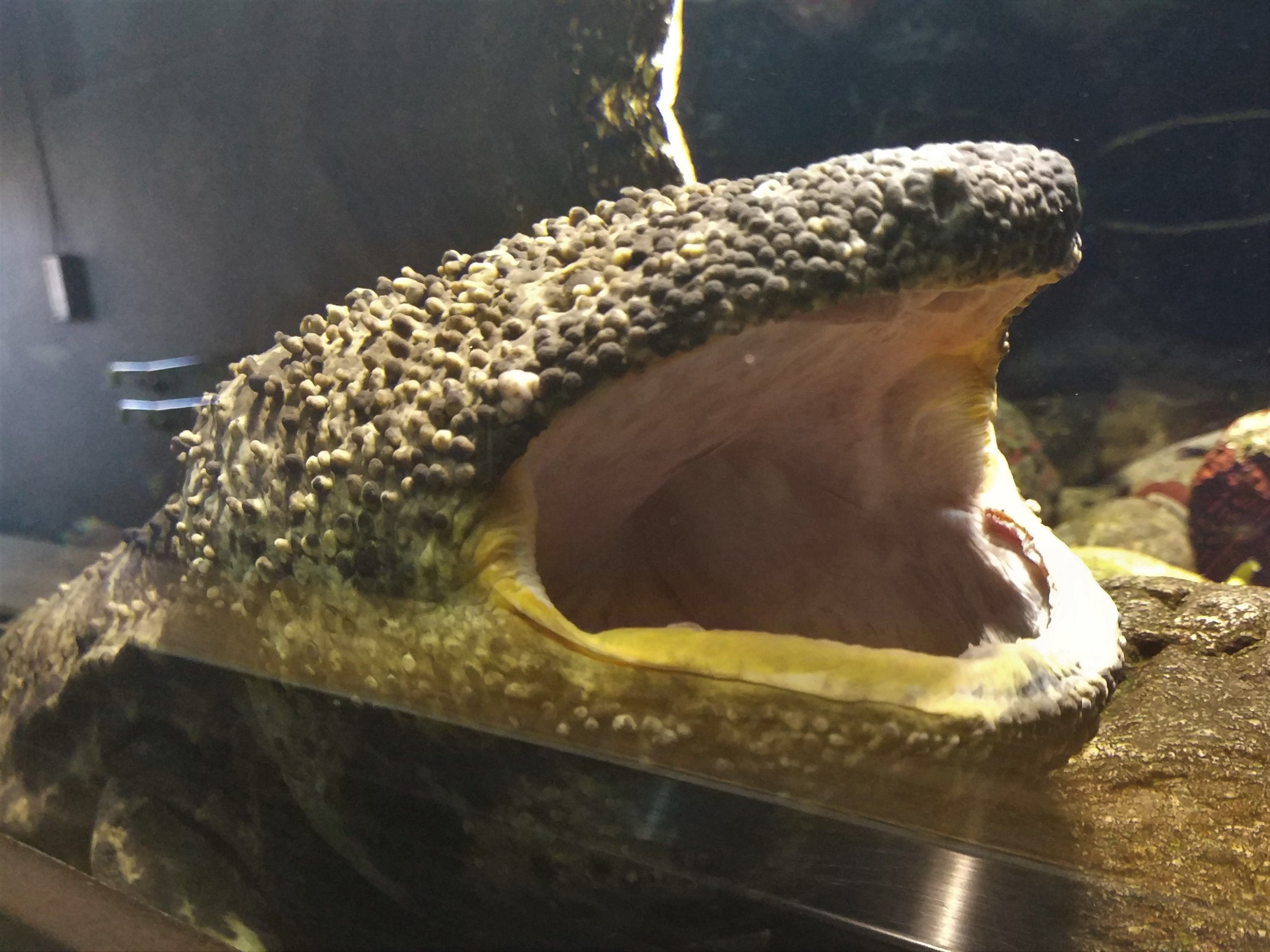 Japanese Giant Salamander