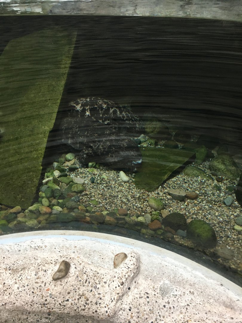 Japanese Giant Salamander