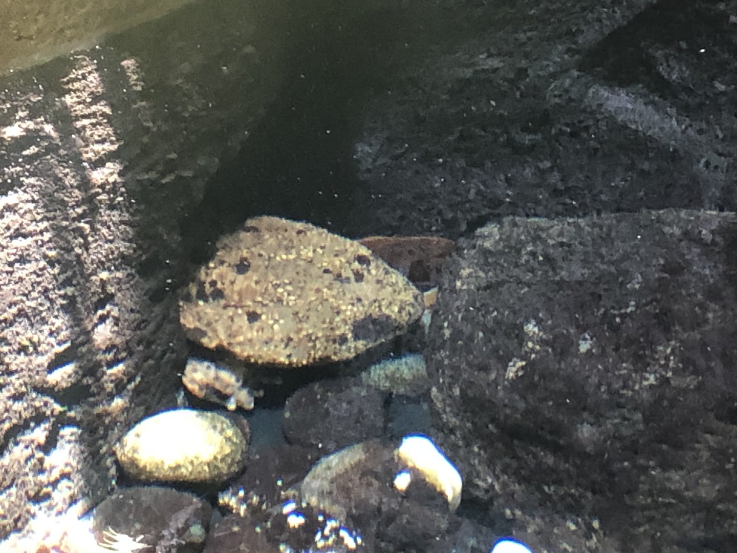 Japanese giant salamander