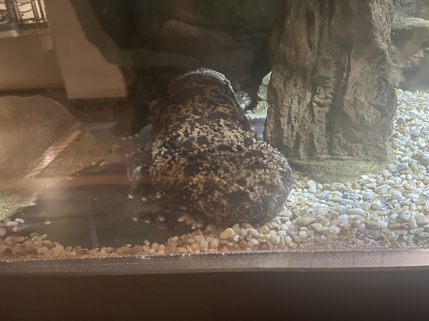 Japanese giant salamander