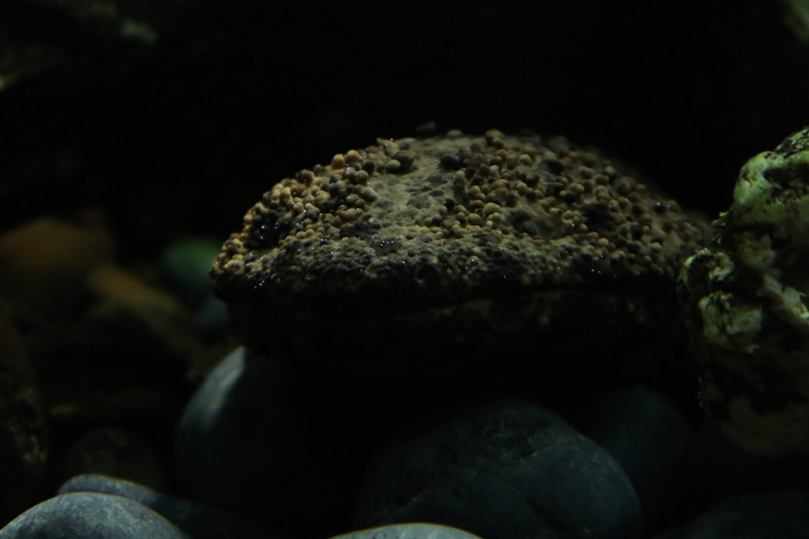 Japanese giant salamander