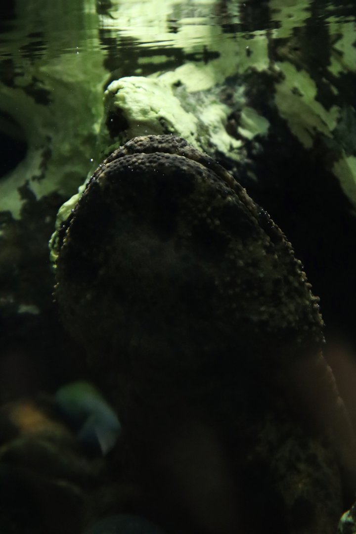 Japanese giant salamander