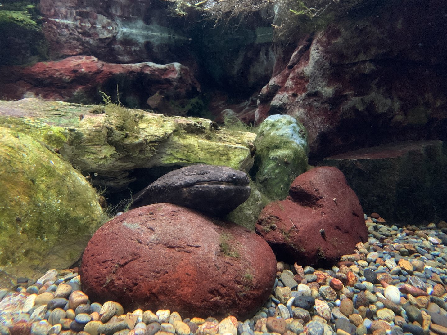 Japanese Giant Salamander