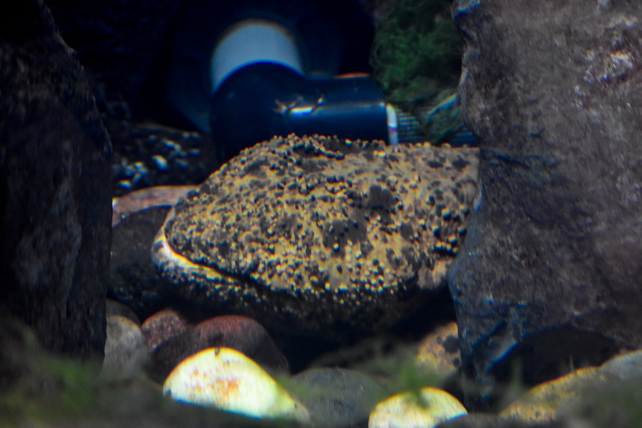 Japanese Giant Salamander