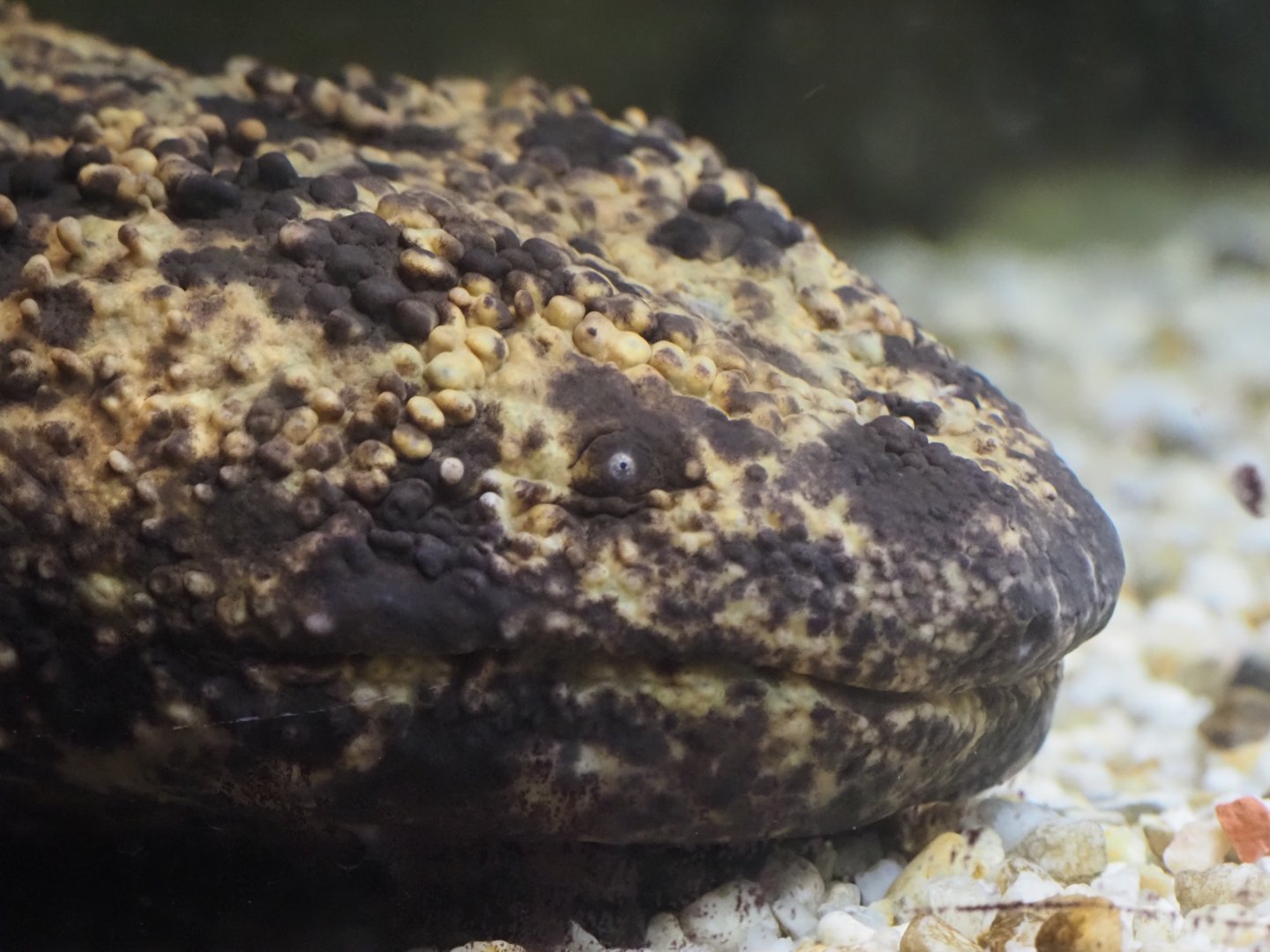 Japanese Giant Salamander