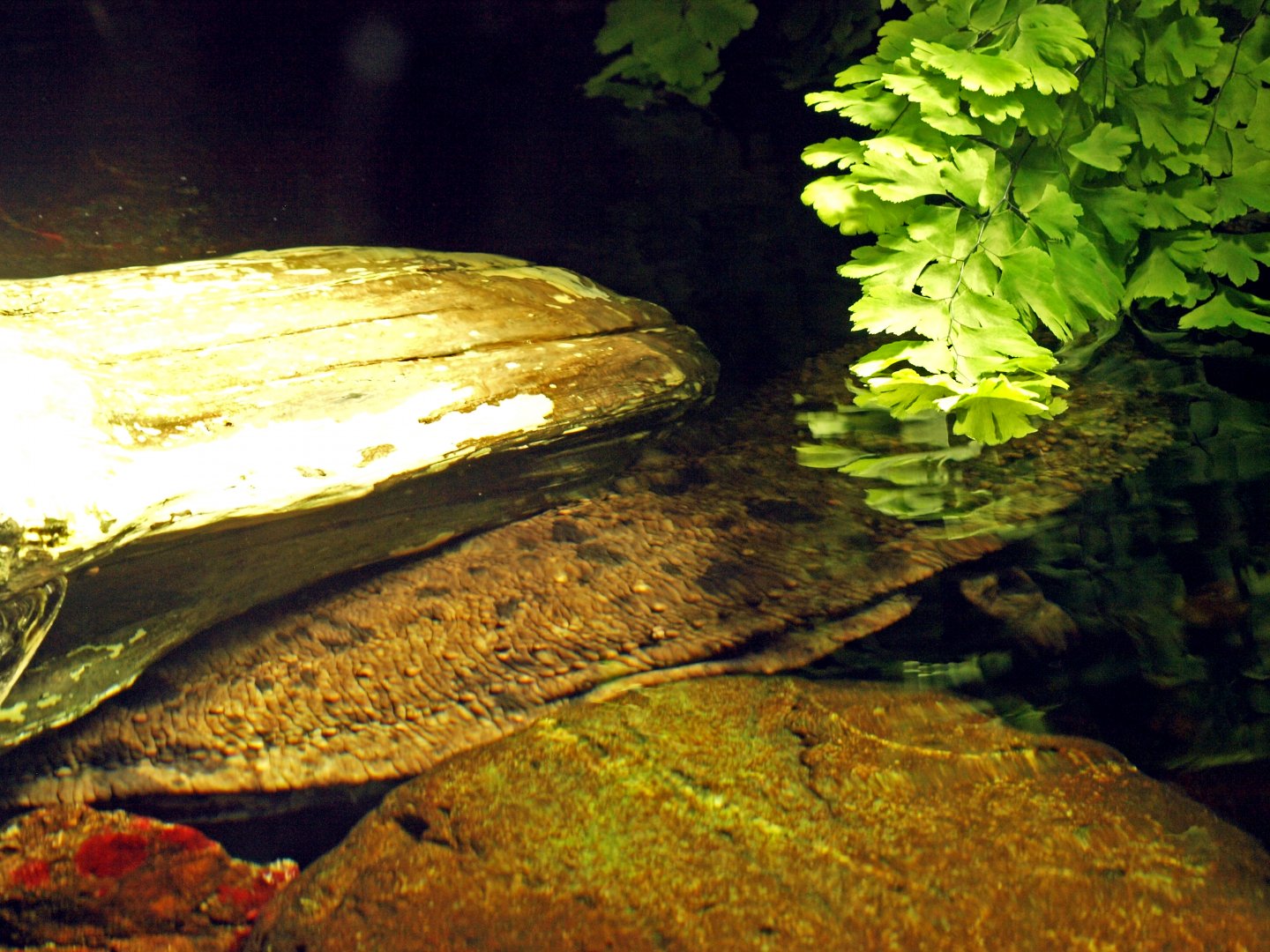 Japanese giant salamander