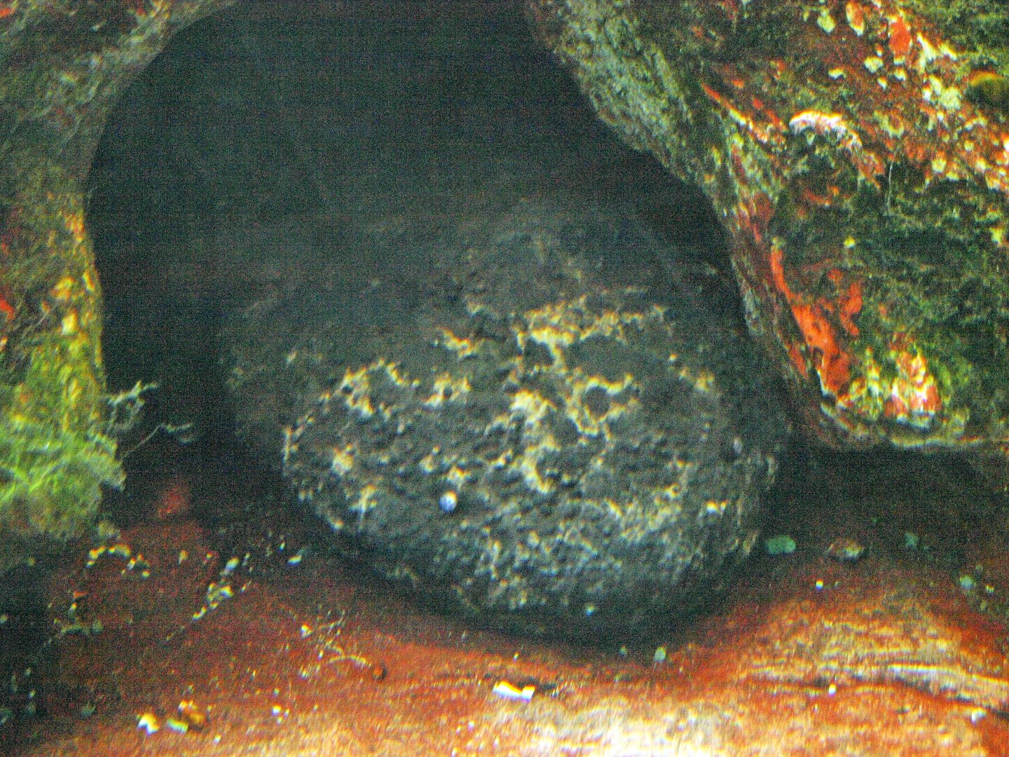 Japanese giant salamander