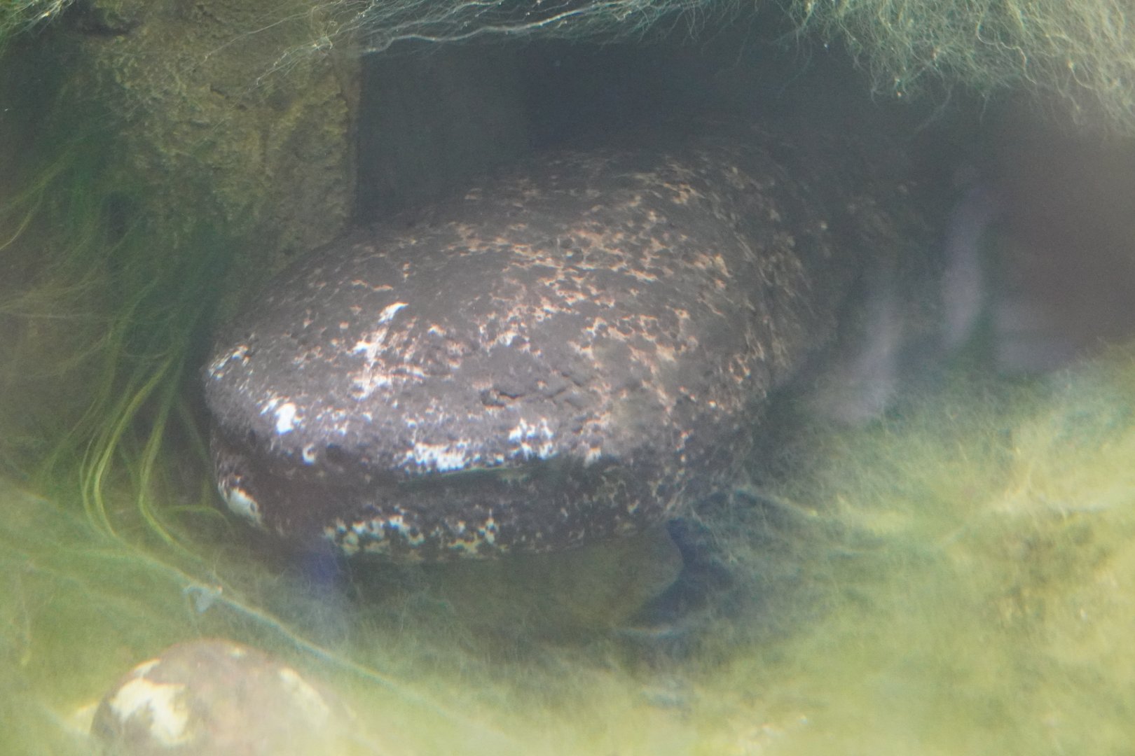 Japanese Giant Salamander