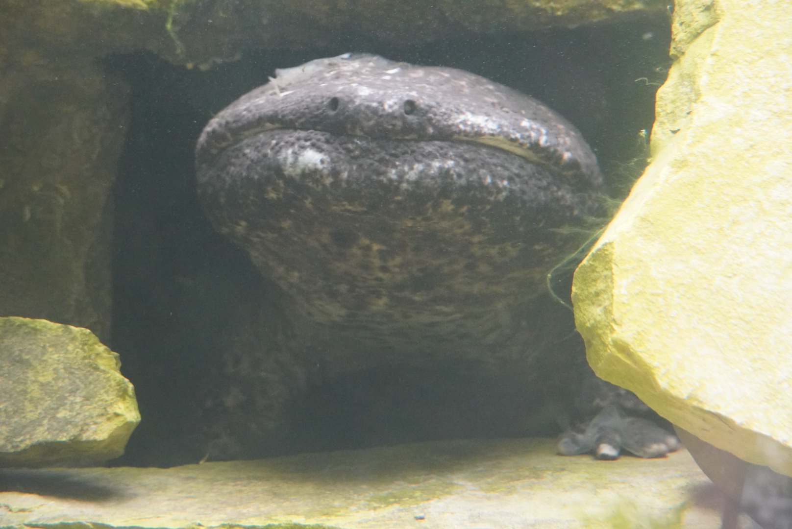 Japanese Giant Salamander