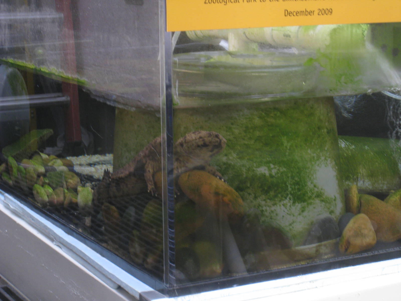 Japanese Giant Salamanders tank