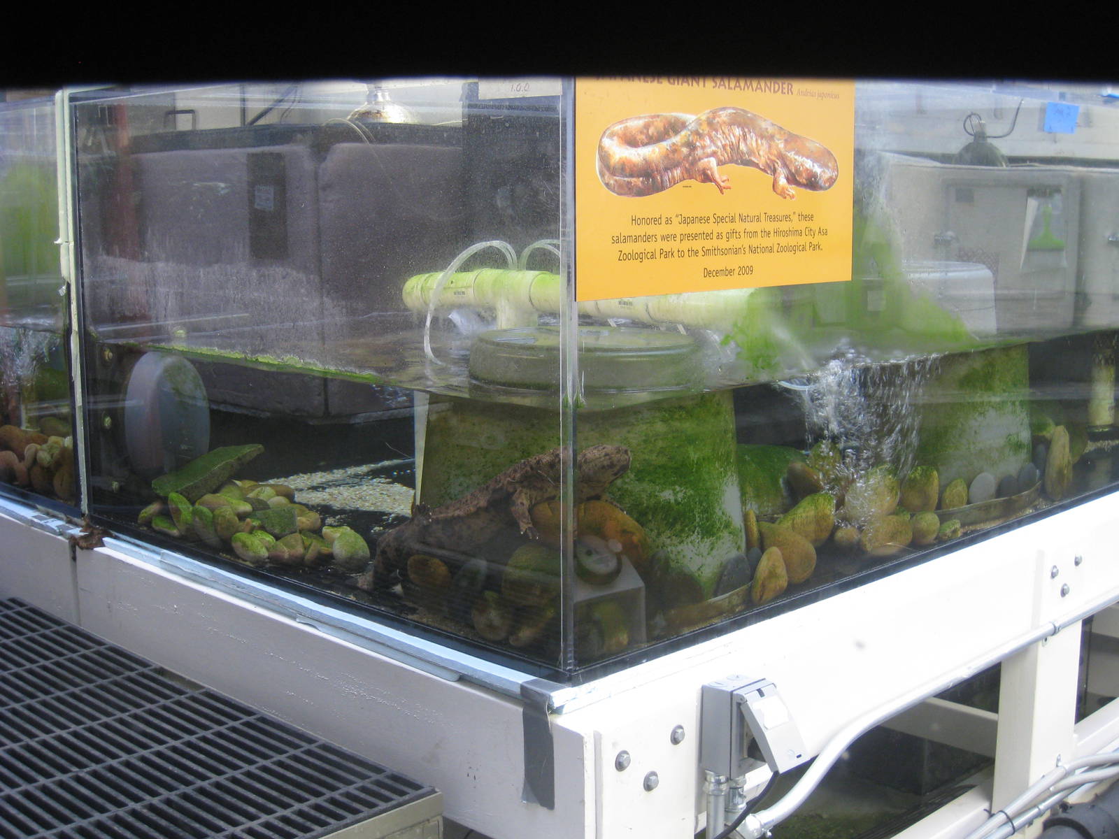 Japanese Giant Salamanders tank