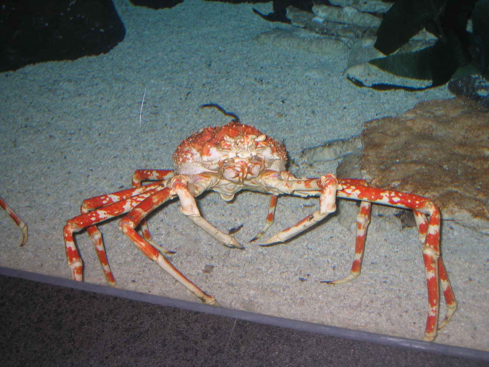 Japanese Giant Spider Crab - Apr 2006