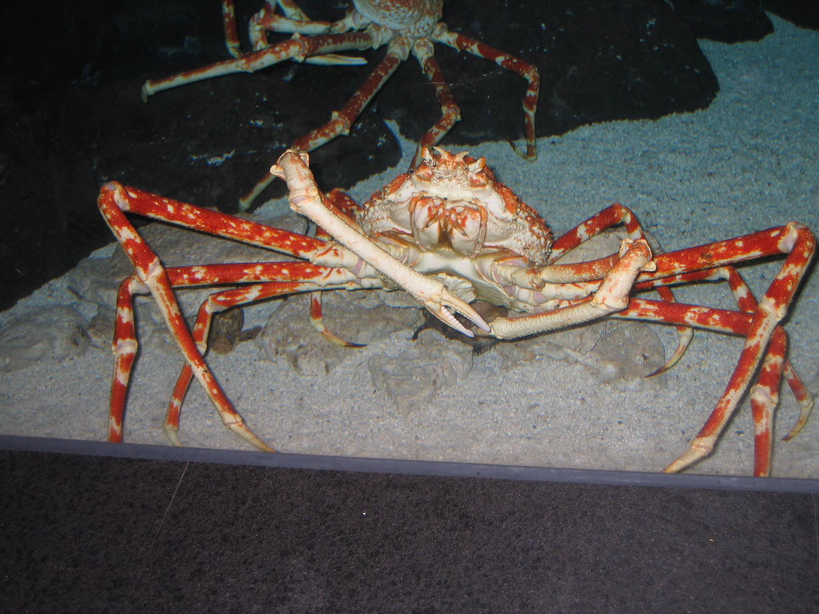 Japanese Giant Spider Crab - Apr 2006