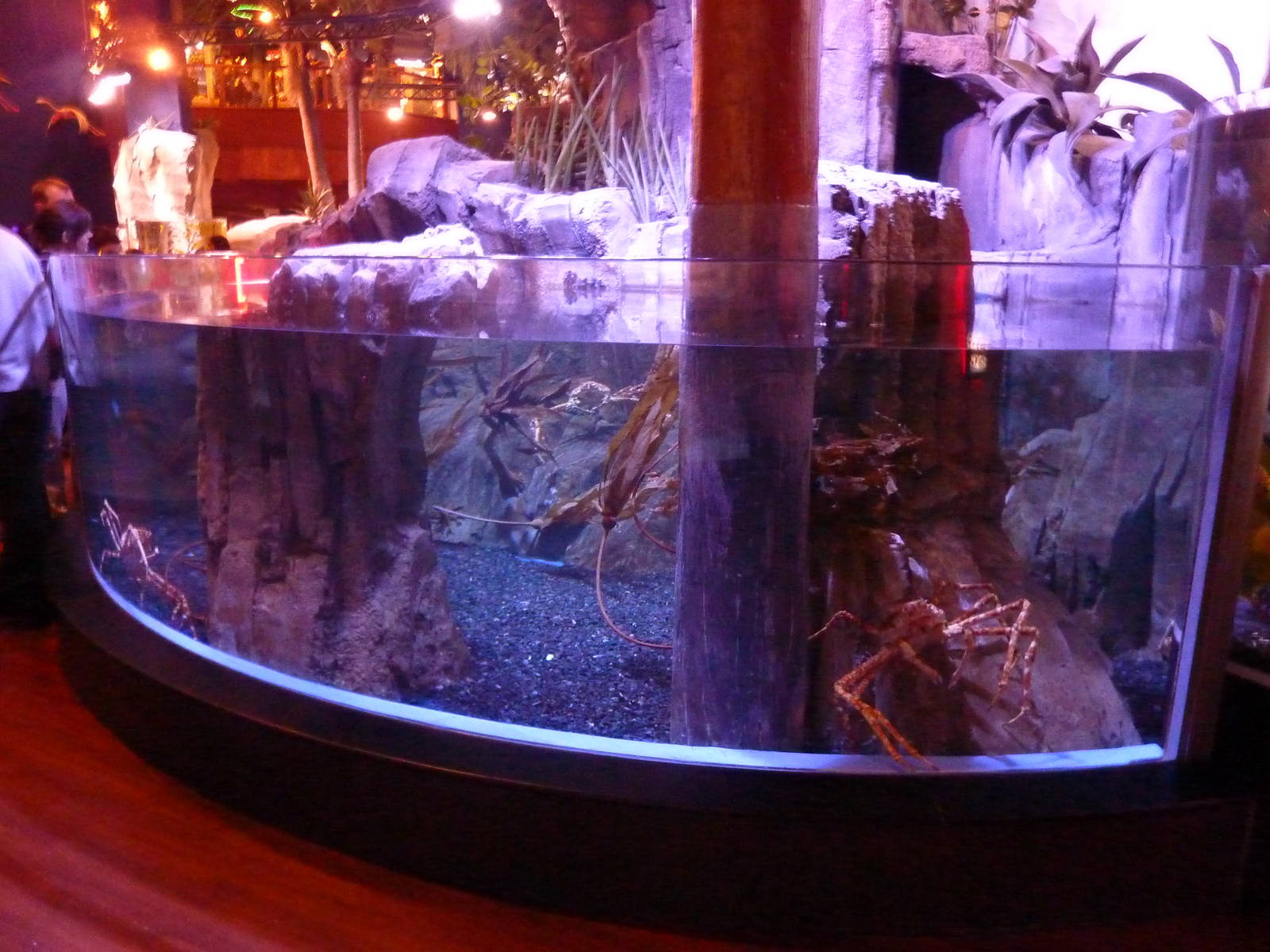 Japanese giant spider crab enclosure