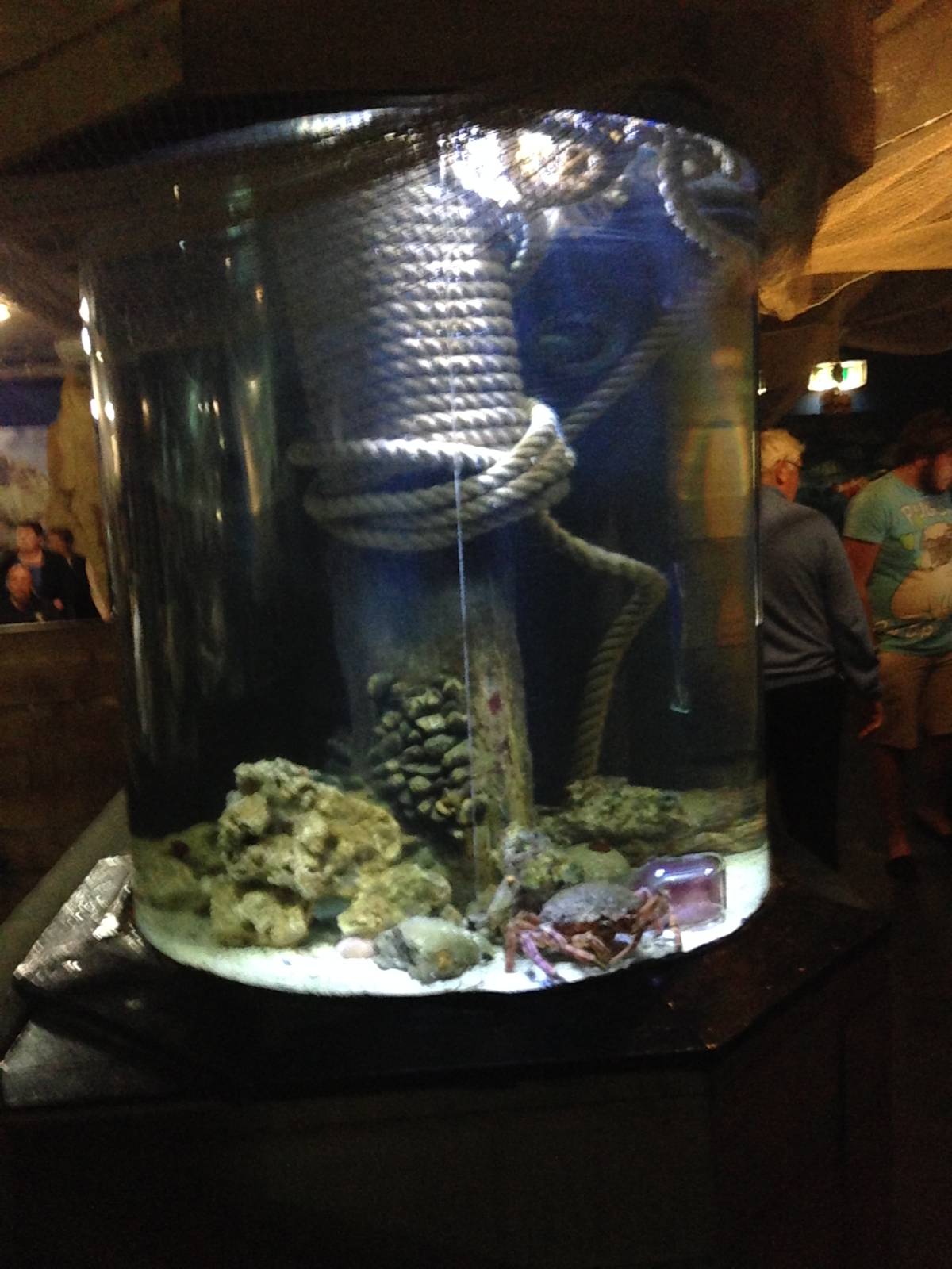 Japanese Giant Spider Crab Exhibit at Blue Planet Aquarium - 05/10/2013