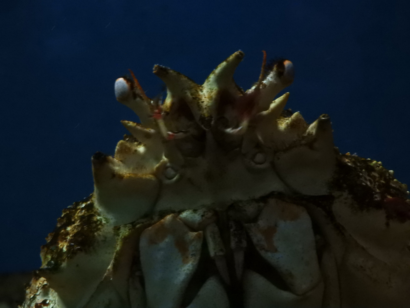 Japanese Giant Spider Crab (Macrocheira kaempferi)