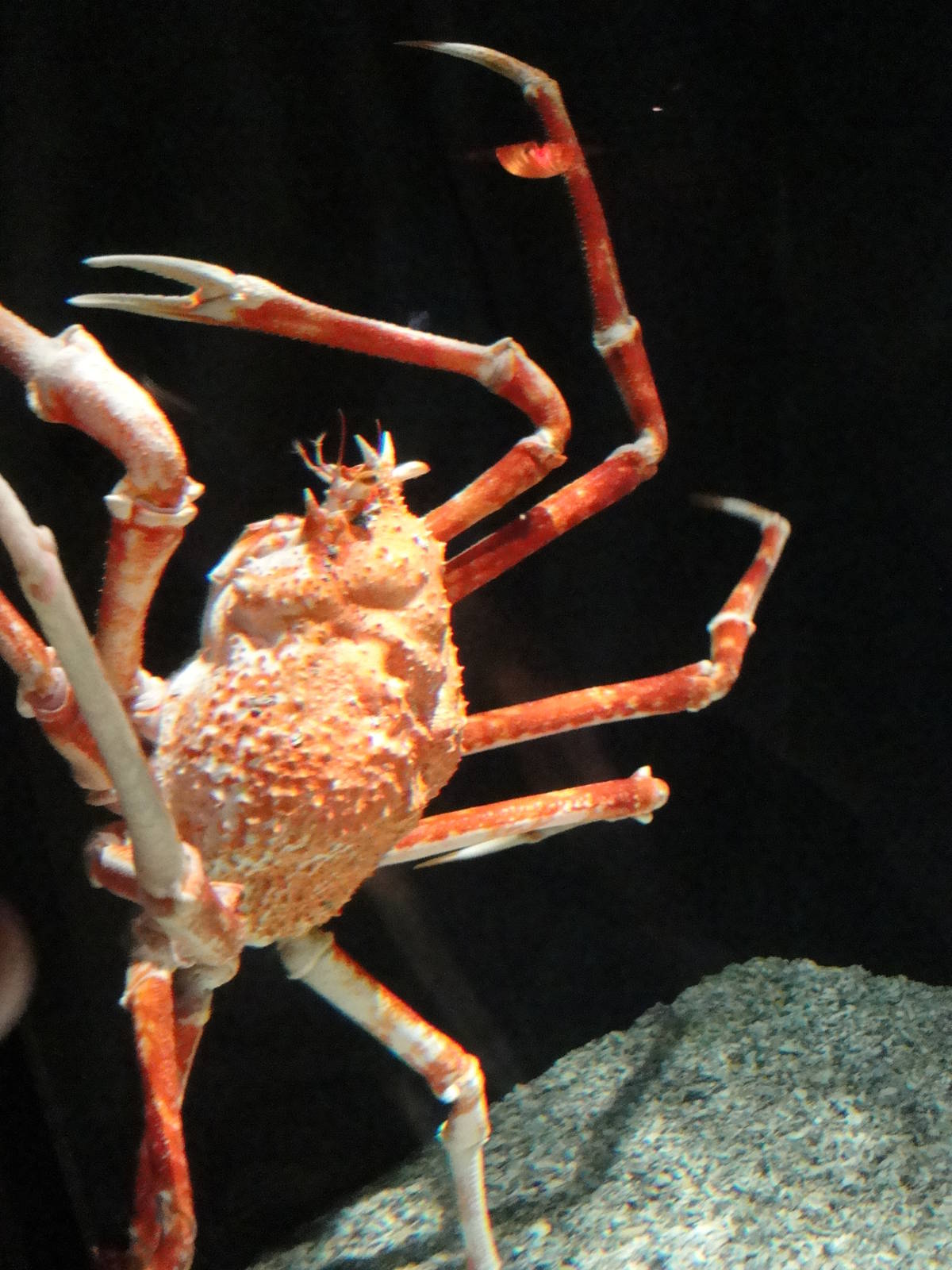 Japanese Giant Spider Crab