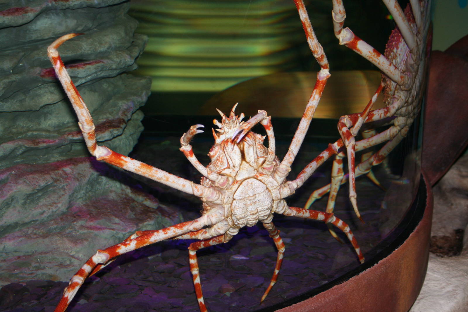 Japanese giant spider crab