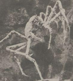 Japanese giant spider crab