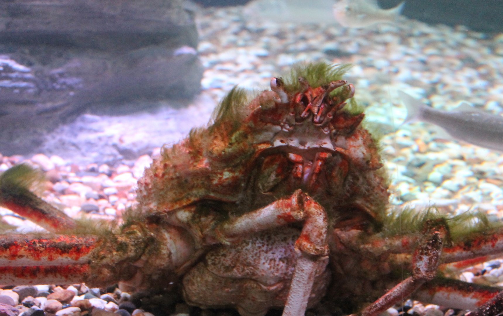 Japanese giant spider crab