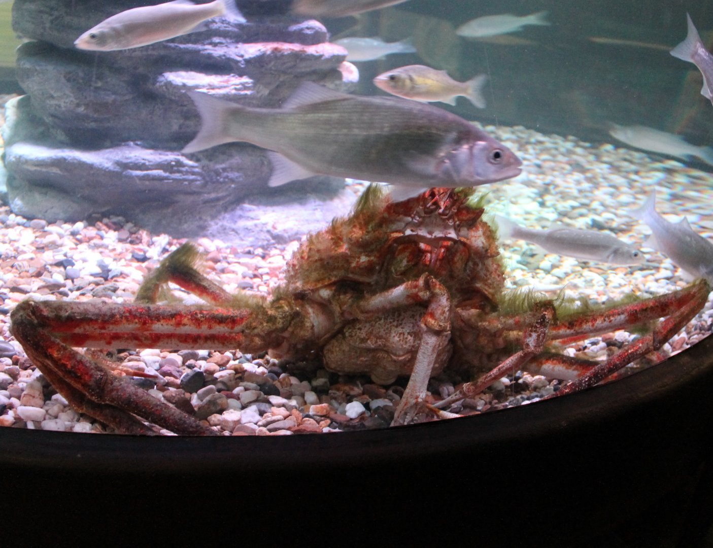 Japanese giant spider crab