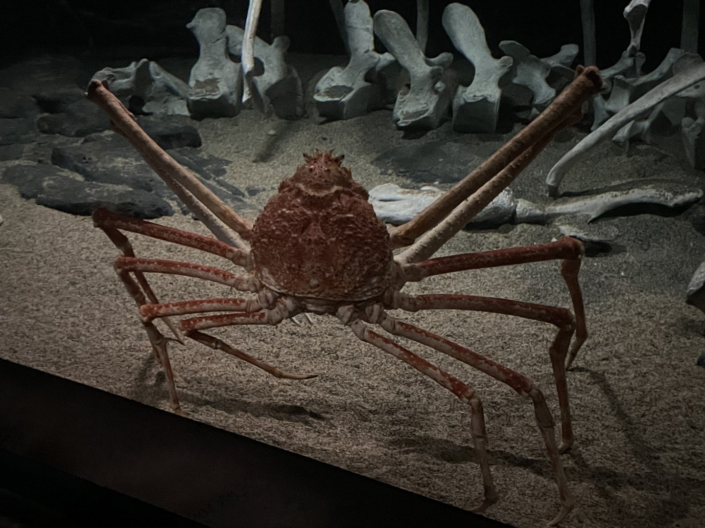 Japanese giant spider crab