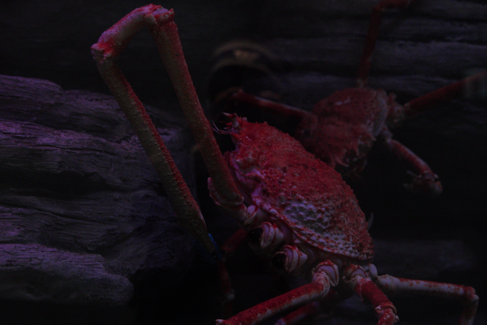 Japanese Giant Spider Crab