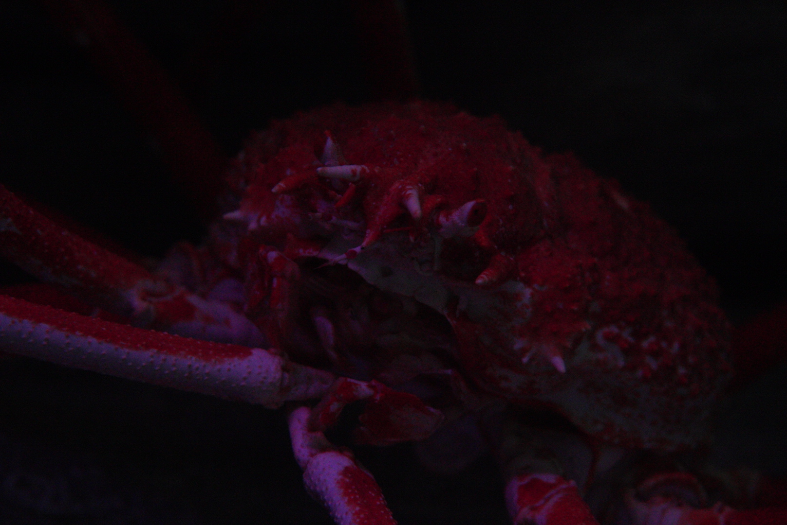 Japanese Giant Spider Crab