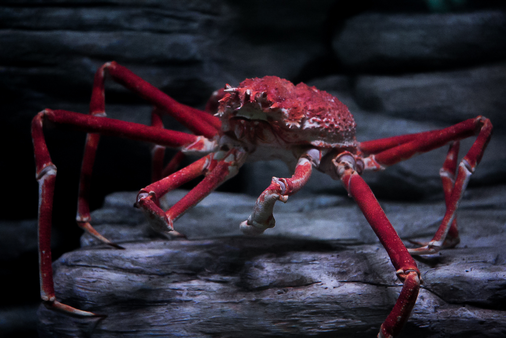 Japanese Giant Spider Crab