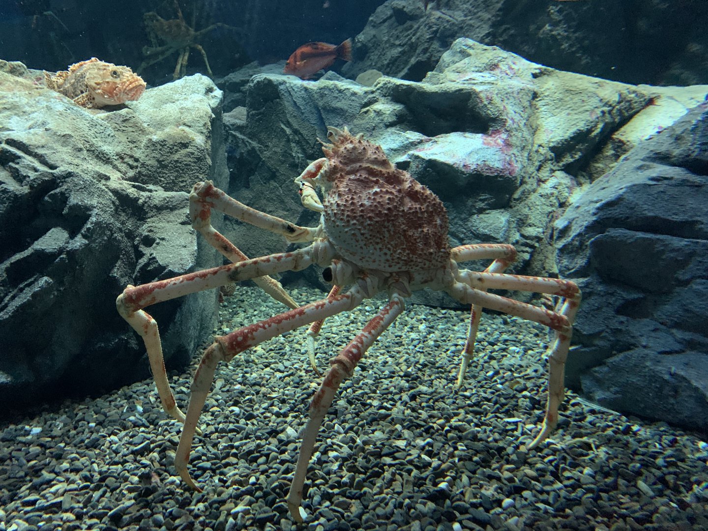 Japanese Giant Spider Crab