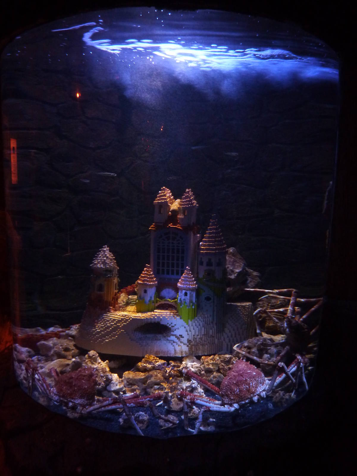 Japanese giant spider crabs, 8th Feb 2012