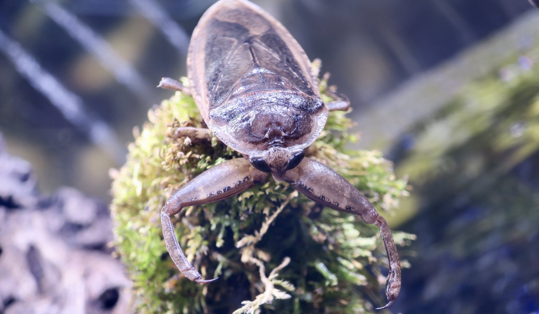 Japanese Giant Water Bug (Lethocerus deyrollei)
