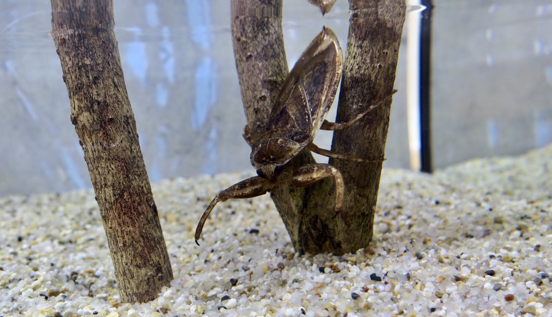 Japanese Giant Water Bug (Lethocerus deyrollei)