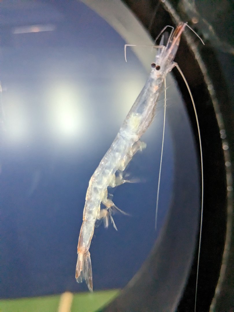 Japanese glass shrimp(Pasiphaea japonica)