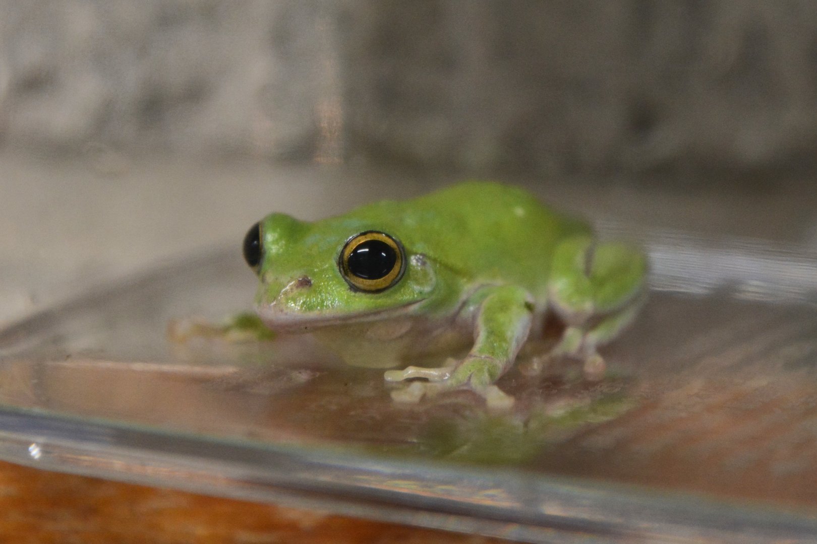 Japanese gliding frog (Zhangixalus schlegelii)