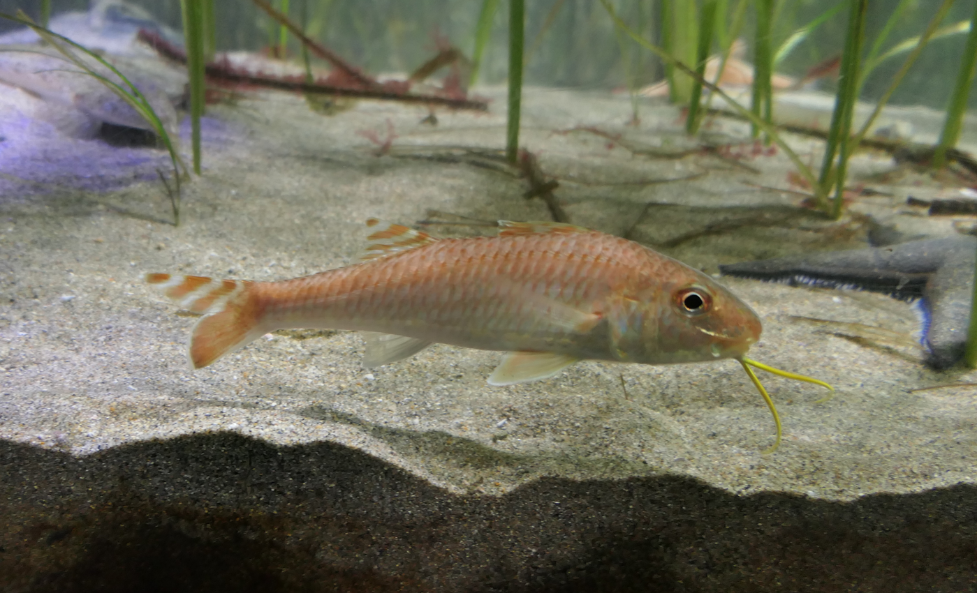 Japanese Goatfish (Upeneus japonicus) - Uozu Aquarium
