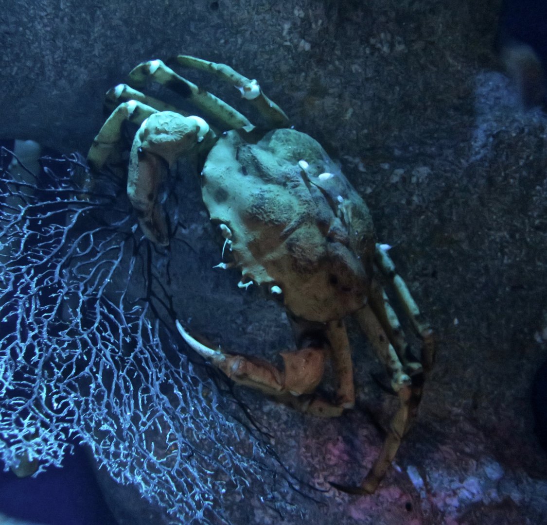 Japanese golden crab (Chaceon granulatus)