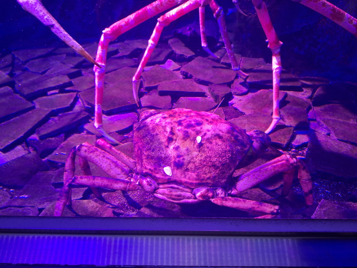 Japanese golden crab (Chaceon granulatus)