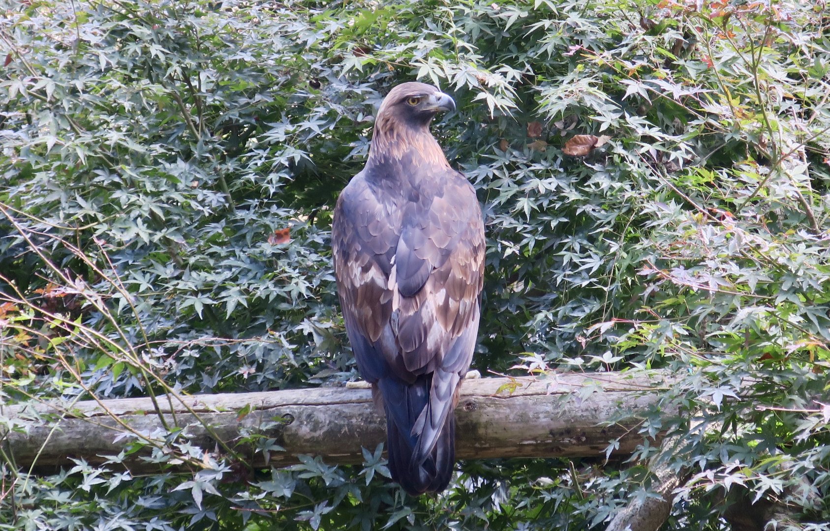 Japanese Golden Eagle (Aquila chrysaetos japonica)