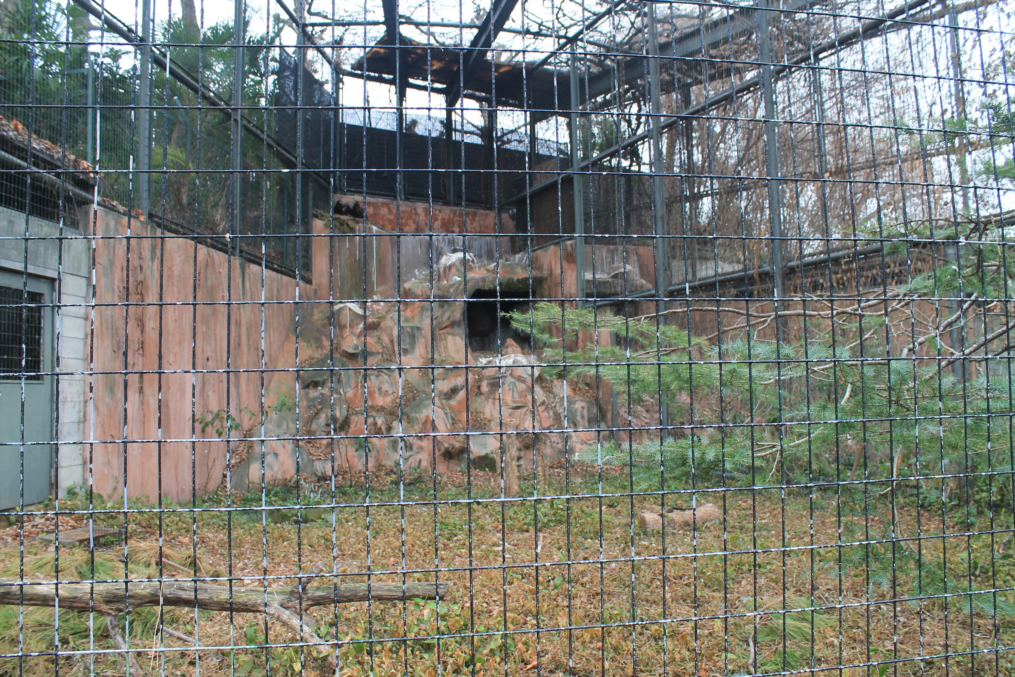 Japanese Golden Eagle aviary