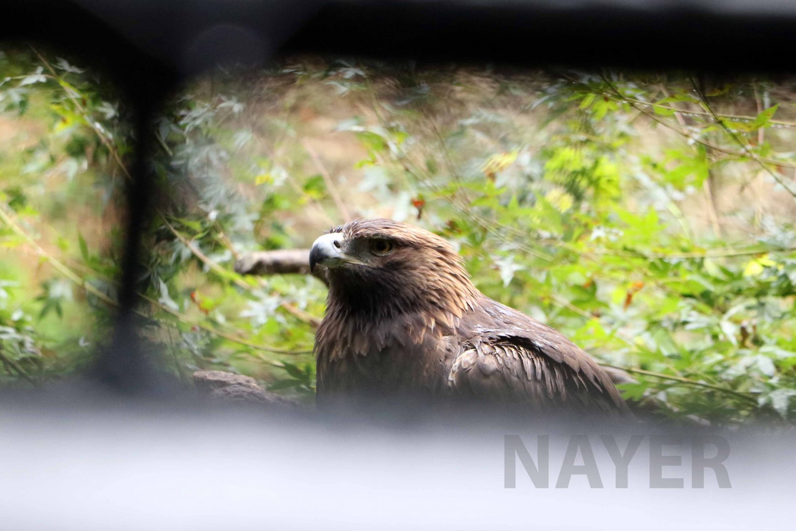 Japanese golden eagle, October 2017