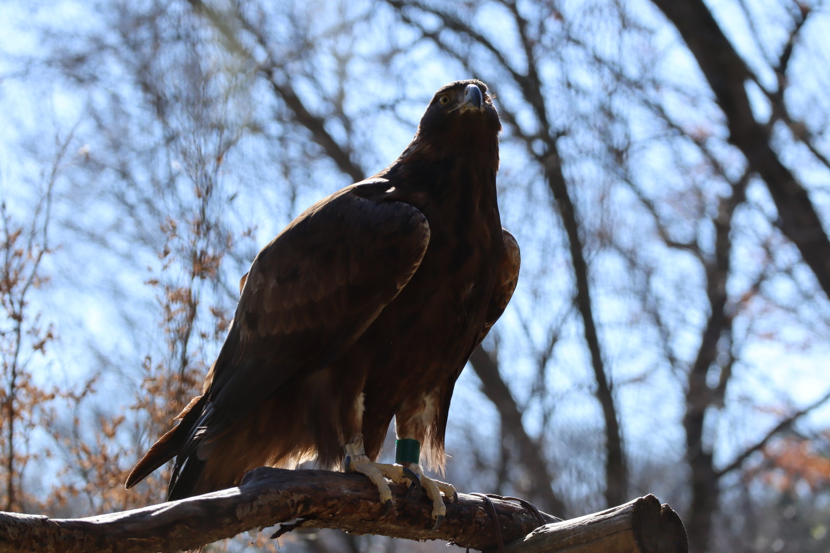 Japanese golden eagle