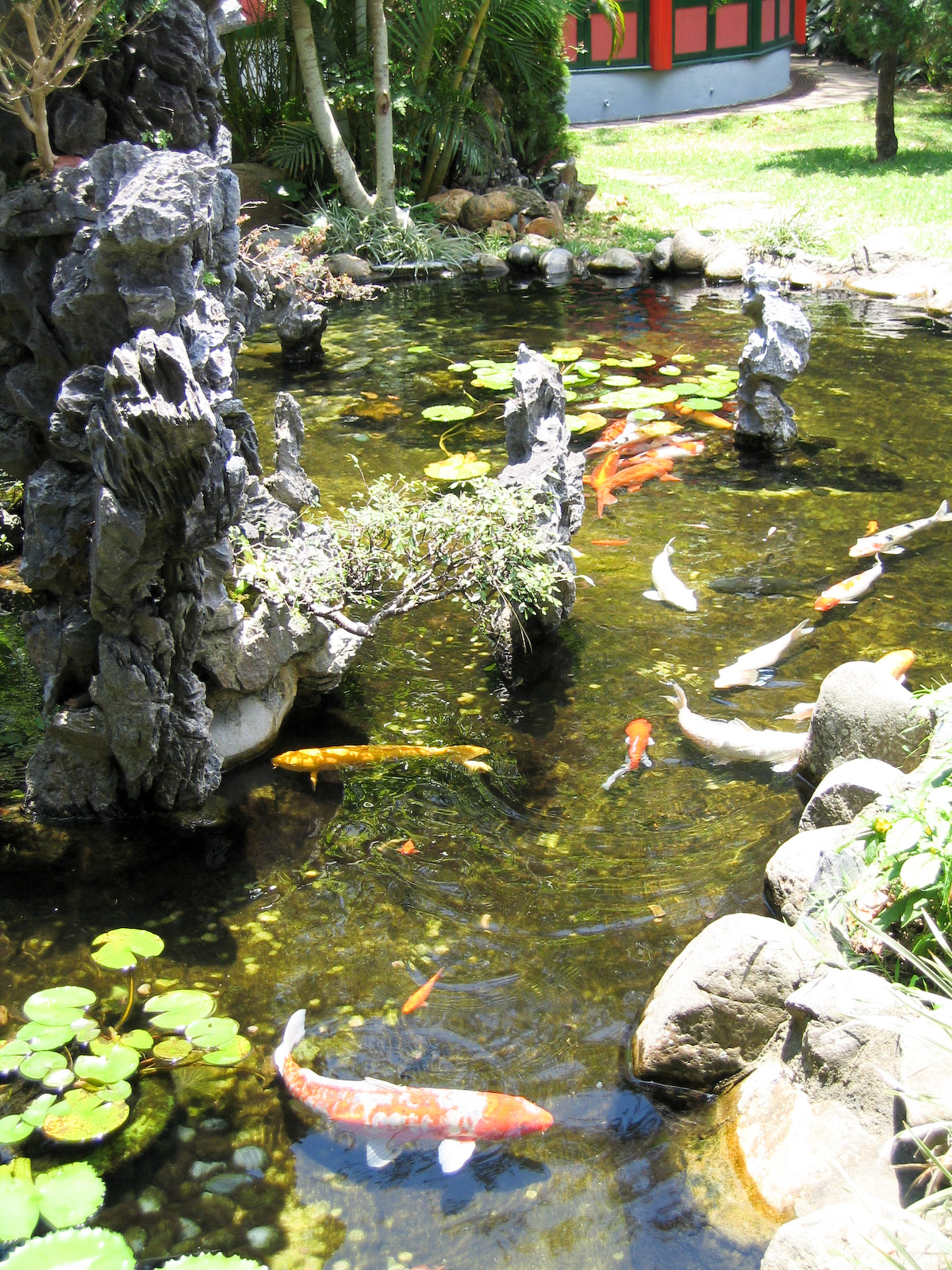 Japanese Goldfish - Jul 2003